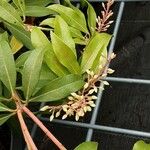 Pieris japonica Kvet