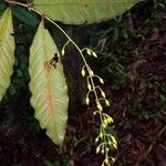 Ouratea rinconensis Flower