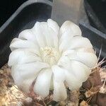 Gymnocalycium anisitsii Кветка