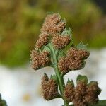 Asplenium fontanum Fruit