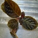 Chrysothemis pulchella 葉