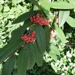 Cotoneaster frigidus Fruto