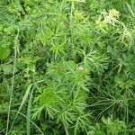 Geranium dissectum Habit