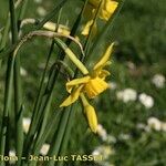 Narcissus × odorus Žiedas