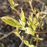Callicarpa dichotoma Yaprak