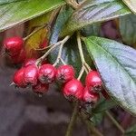 Cotoneaster salicifolius Fruit