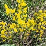 Cytisus decumbens Flor