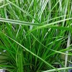 Carex divulsa List