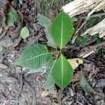 Palicourea guianensis Blatt