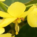 Epimedium pinnatum Flower
