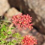 Cyphostemma horombense Flor