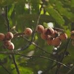 Gymnacranthera farquhariana Frucht