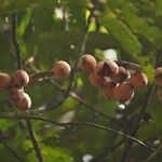 Gymnacranthera farquhariana Fruit