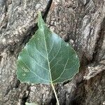 Populus x canadensis Frunză