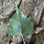 Populus x canadensis Blad