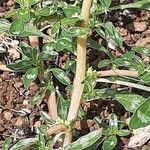 Amaranthus blitoides Bark