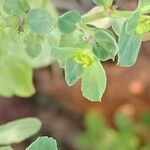 Euphorbia helioscopiaFlower