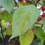 Capsicum chinense Leaf