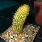 Cleistocactus winteriList