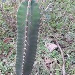 Cereus hexagonusOther