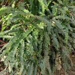 Adiantum hispidulum عادت داشتن