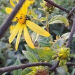 Helianthus decapetalusFlower