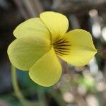 Viola purpurea Fiore