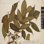 Toxicodendron succedaneum Other