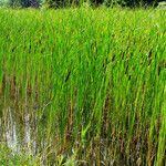 Typha angustifolia Alkat (teljes növény)