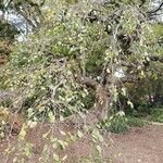 Ulmus glabra 整株植物