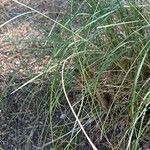 Corynephorus canescens 葉
