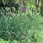 Cirsium palustre Blodyn