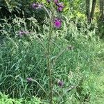 Cirsium palustre Virág