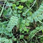 Poterium sanguisorba Blatt