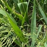 Panicum miliaceum Blad