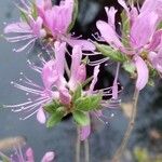 Rhododendron canadense Cvet