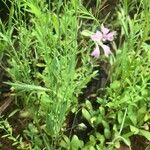 Vaccaria hispanica 葉