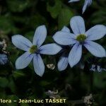 Lobelia pedunculata Flower