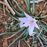 Asphodelus acaulis Flor