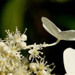 Hydrangea paniculata फूल