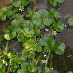 Ranunculus hederaceus Yaprak