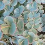 Sedum sieboldii Hoja