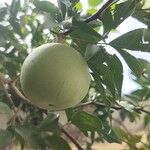 Aegle marmelos ഫലം