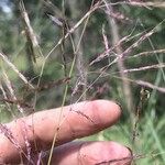 Capillipedium spicigerum Fruit