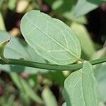 Jasminum beesianum Sonstige