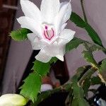 Schlumbergera truncata Blomma