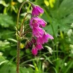 Primula matthioli Flower