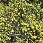Juniperus pinchotii Leaf