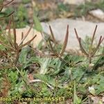 Scandix australis Yeri