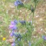 Echium plantagineum Leaf